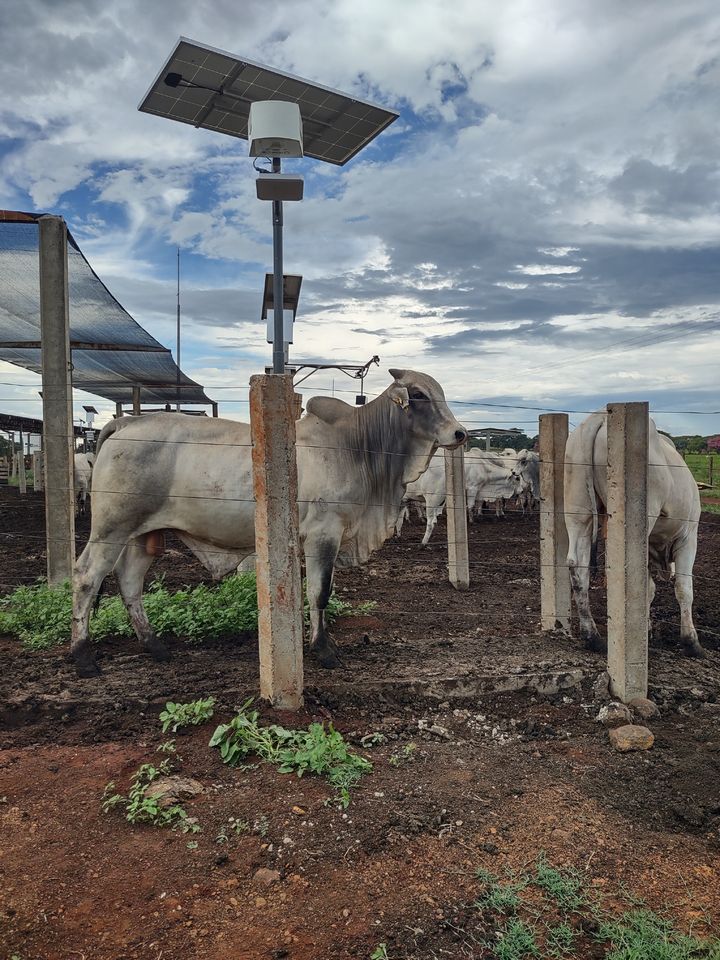 Bovinos Nelore passando sob a câmera do PesaGado, alimentada por painel solar