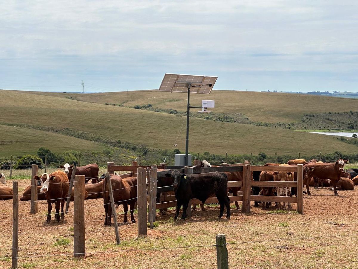 PesaGado com painel solar instalado no acesso à água de bovinos a pasto