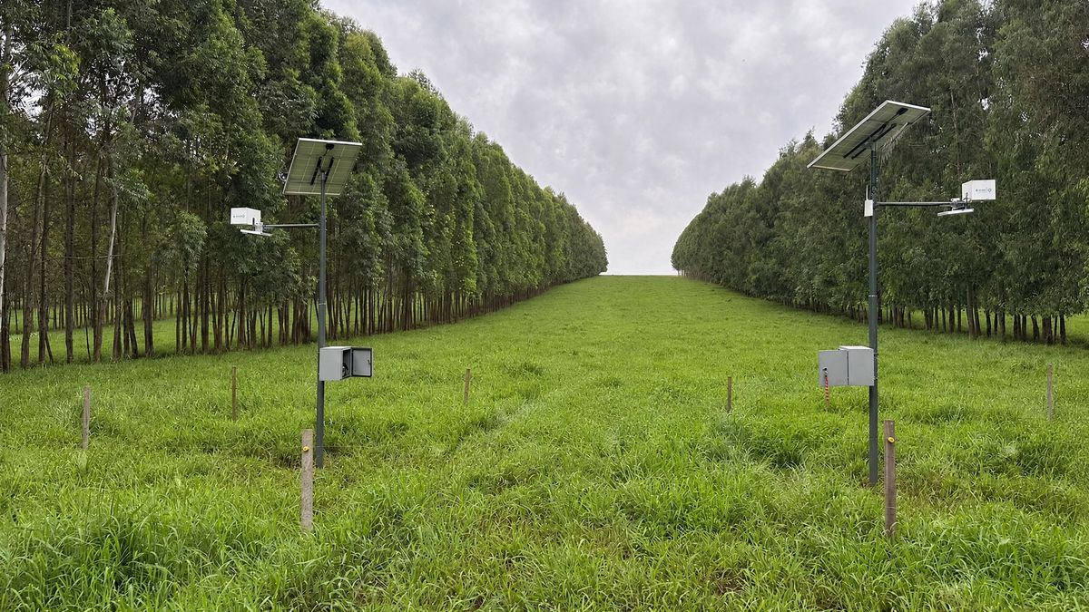 Dois equipamentos do PesaGado com painel solar instalados em pastagem entre fileiras de eucalipto
